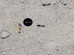 Ants Destroyer 2