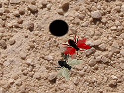 Smash the Flies